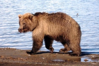 Бурых медведей стало больше на 50 процентов
