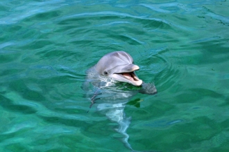 Первый дельфинарий на Алтае – реальность