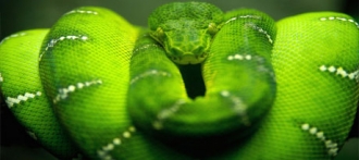 А какой спрос на живых змей у барнаульцев?