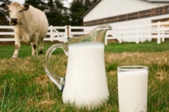 Алтайские Буренки стали давать больше молока