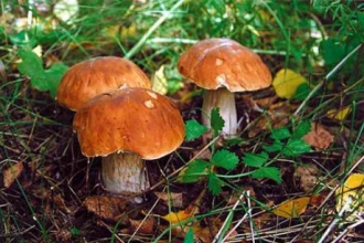 В Алтайском крае отметили первые случаи отравления грибами