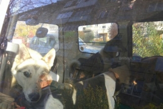 Очевидцы: Хозяин закрыл собак в закрытой машине больше, чем на сутки