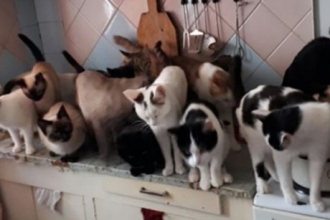 Барнаулке с 61 кошками грозит выселение 