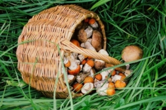 Восемь городских грибников благодарны участковому Тальменского района за спасение их жизней