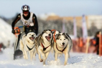 В Алтайском крае пройдут гонки на собачьих упряжках