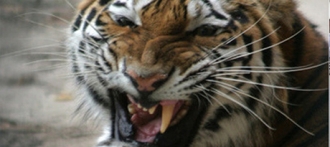 Амурского тигренка из Санкт-Петербурга приведут в барнаульский зоопарк 
