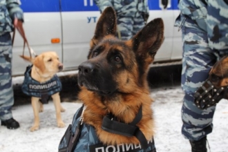 В Алтайском крае полицейский пес нашел подозреваемого по шапке