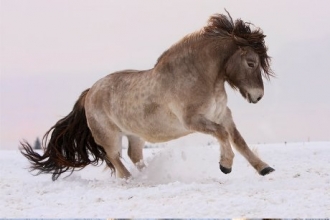 АО «Курорт Белокуриха» приобрело для своего «Сибирского подворья» редчайших якутских лошадей