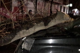 В Рубцовске сильный ветер уронил на автомобиль дерево