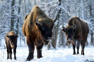 По соседству с алтайским «Сибирским подворьем» появится «Парк животных ледникового периода»
