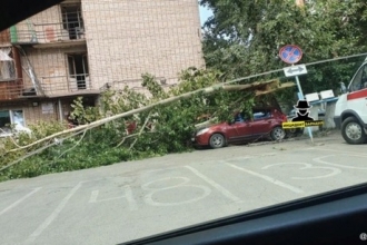 В Барнауле на припаркованное авто упало дерево