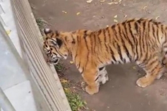 Барнаульсккий зоопарк показал тигренка после операции