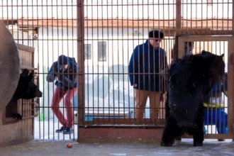 В зоопарке Барнаула медведи проснулись после спячки