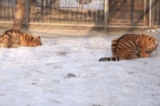 Зоопарк Барнаула показал, как кушают тигрята