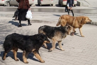 Жители одного из домов в Бийске конфликтуют по поводу бездомной собаки