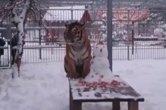 В зоопарке Барнаула тигра накормили мясным снеговиком