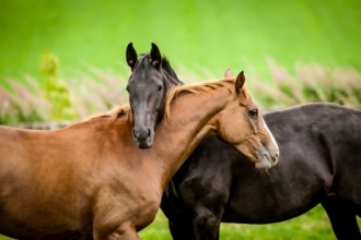 На Алтае украденная лошадь сбросила своего похитителя и сбежала