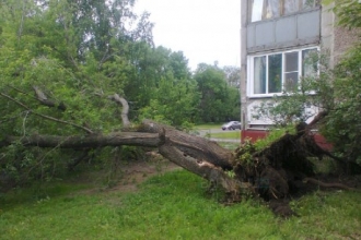 Около многоквартирного дома упало дерево
