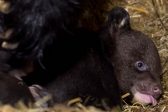 Барнаульский зоопарк показывает в Интернете растущих медвежат