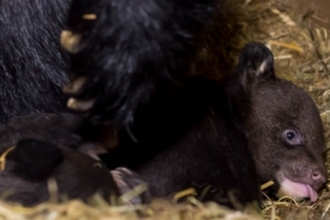 В зоопарке Барнаула родились гималайские медведи