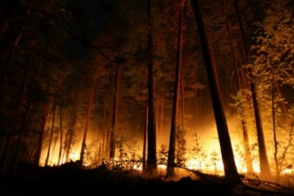 На Алтайском крае ввели особый противопожарный режим