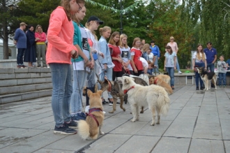 В Барнауле прошел День бездомных животных